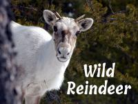 Wild_Reindeer